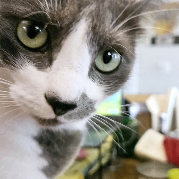 Meet your Posher, Katie - Picture 4 of 16